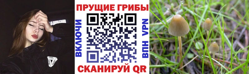 Псилоцибиновые грибы GOLDEN TEACHER  Купить закладки  Зеленоградск 